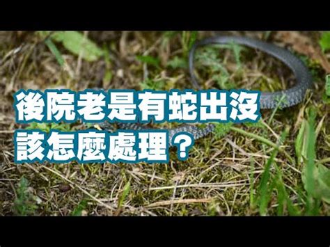 防止蛇進入|家裡有蛇怎麼辦？3招驅蛇秘訣，打造安心居家環境